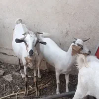بز با کهره