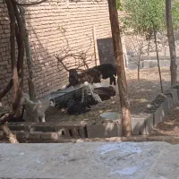بره شیری و علفی