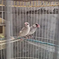 جفت فنچ نرگسی (سیلور)