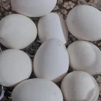تخم نطفه داره بقلمون برنز