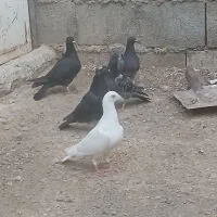 جوجه کبوترپلاکی مسافتی