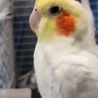 عروس هلندی نر و ماده