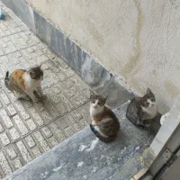 دوتا گربه سه ماهه با مامانشون
