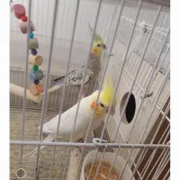 پرنده یک جفت عروس هلندی