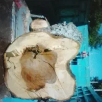 خرید چوب درختان خشک و تر