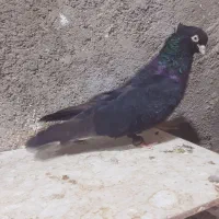 نر زاغ ابادانی کله قوچی.امیدیه