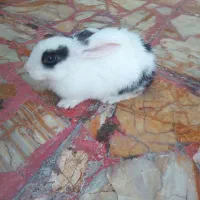 خرگوش