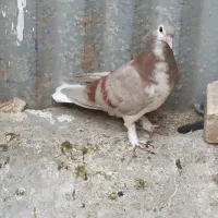 کبوتردمگیر.مفلق.گلین.خرقه