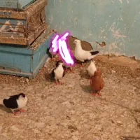 کبوتر
