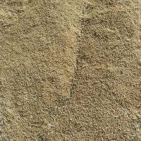 گندم درجه یگ