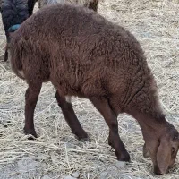 بره نر هترو