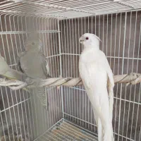 عروس هلندی