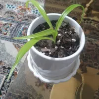 سلام گل اشک ملکه بسیار زیبا و خوشبو