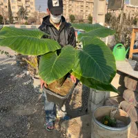 گیاه بابا ادم بزرگ ۱۲۰۰