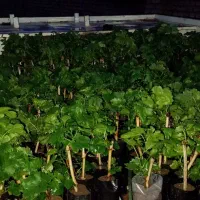 فروش نهال گلدونی انگور پیکامی
