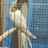 جفت عروس هلندی آواز خوان