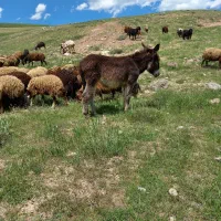 خر‌ نر‌ ۱۱ یک‌ ساله