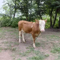 لیشه سیمنتال .گاو ورزا کوله