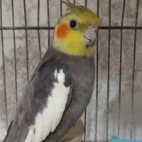 عروس هلندی گمشده