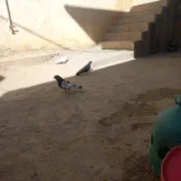 کبوتر ملقی