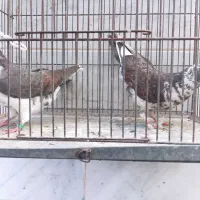 کفتر تهرانی ویک عدد پلاکی