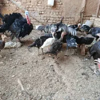 بوقلمون محلی
