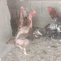 4مرغلاری1ساله