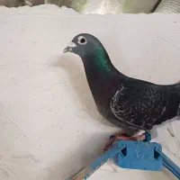 پرنده|پرنده|خان ببین, |دیوار