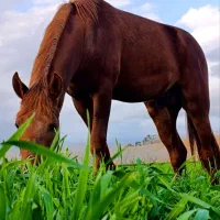 اسب نریون اصیل