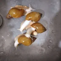 حلزون خزنده