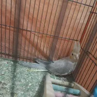 عروس هلندی ماده دستی