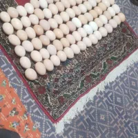 فروشتخممرغروزاورگانیکمحلی