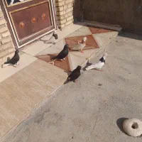 شوشتر