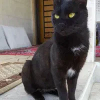 واگذاری رایگان گربه مادر و دو بچه فقط به فرد مسئول