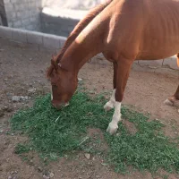 اسب نریا ن