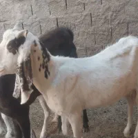 بره|حیوانات مزرعه|میبد, |دیوار
