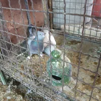 کبوتر|پرنده|داراب, |دیوار