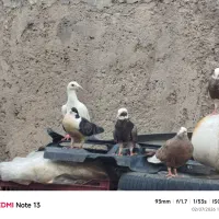 کبوتر خوب