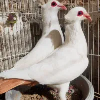 جفت کبوتر حمال دم تخم گهک