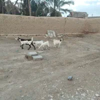 گوسفند فروشی ۳قلوزا