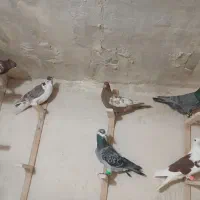 قلدور|پرنده|قوچان, |دیوار