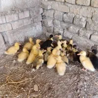 ۲۰ عدد اردک ایرانی