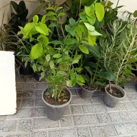 اخر گلهاست تا چهارشنبه آف