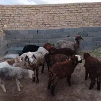 فروش ویژه گله گوسفند