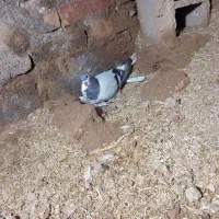 کفتر|پرنده|تربت جام, بوستان وحدت|دیوار