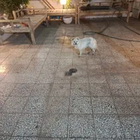 واگذاری سگ کاملن ریگان