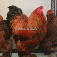 تخم نطفه دار و جوجه برهما غول پیکر اصیل|حیوانات مزرعه|تبریز, |دیوار