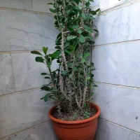 گلهای آپادتمانی