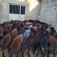 ۴۵ راس بره ماده قزل افشار