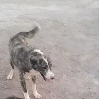 سگ گله